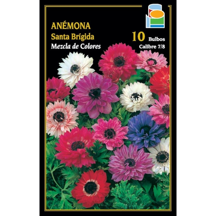 ANÉMONA SANTA BRÍGIDA MEZCLA