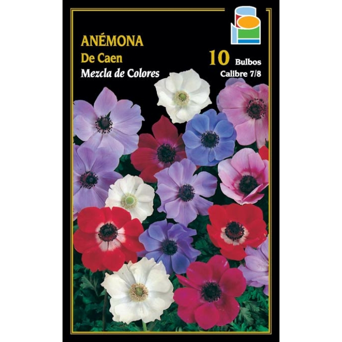 ANÉMONA DE CAEN MEZCLA