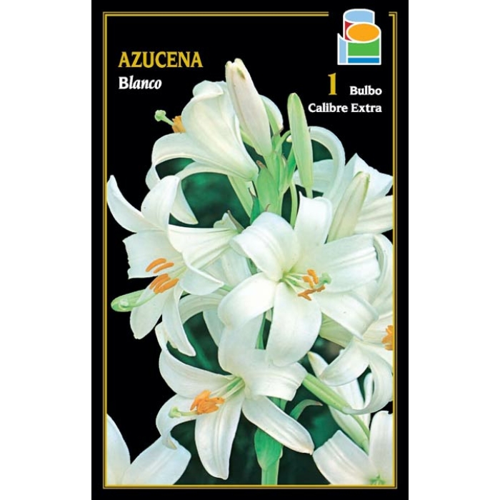 AZUCENA