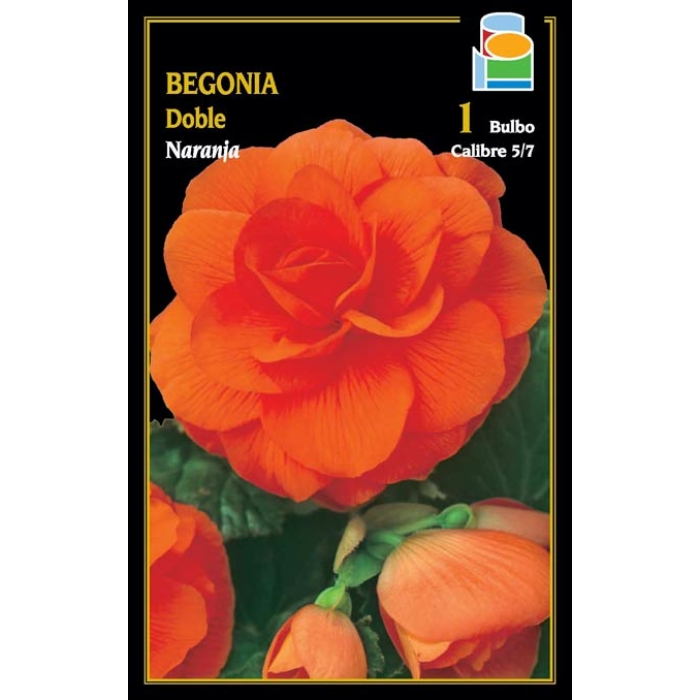 BEGONIA DOBLE NARANJA