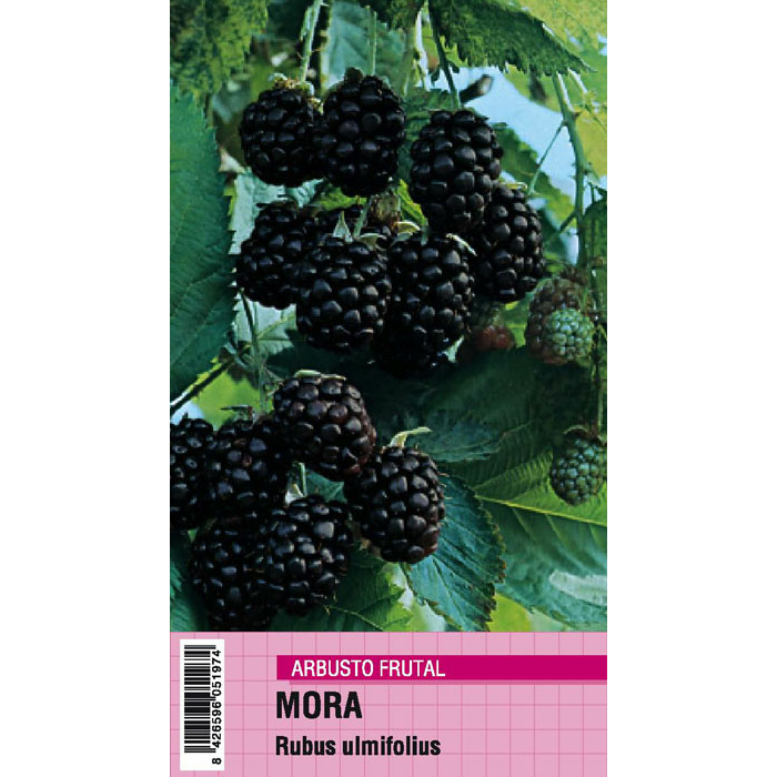 MORA