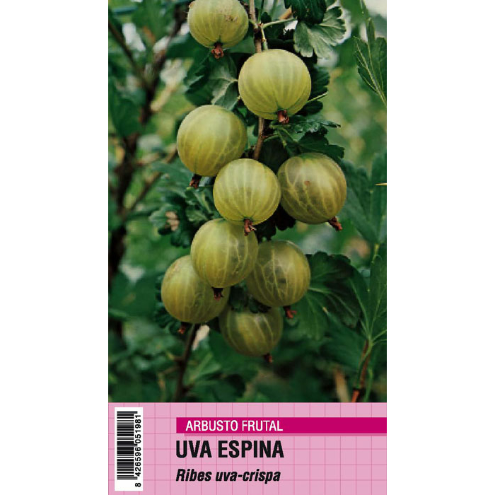 UVA ESPINA