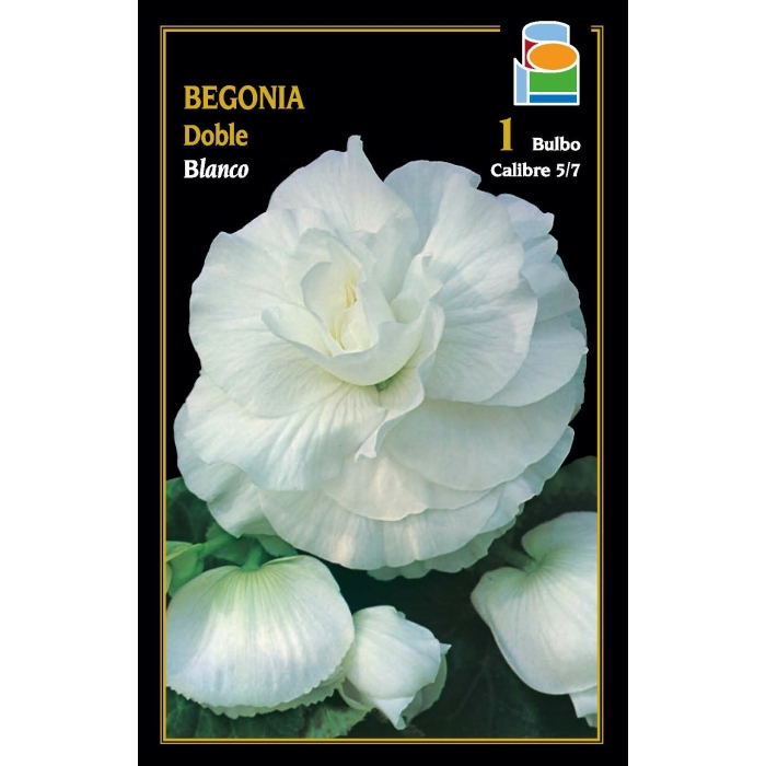BEGONIA DOBLE BLANCA
