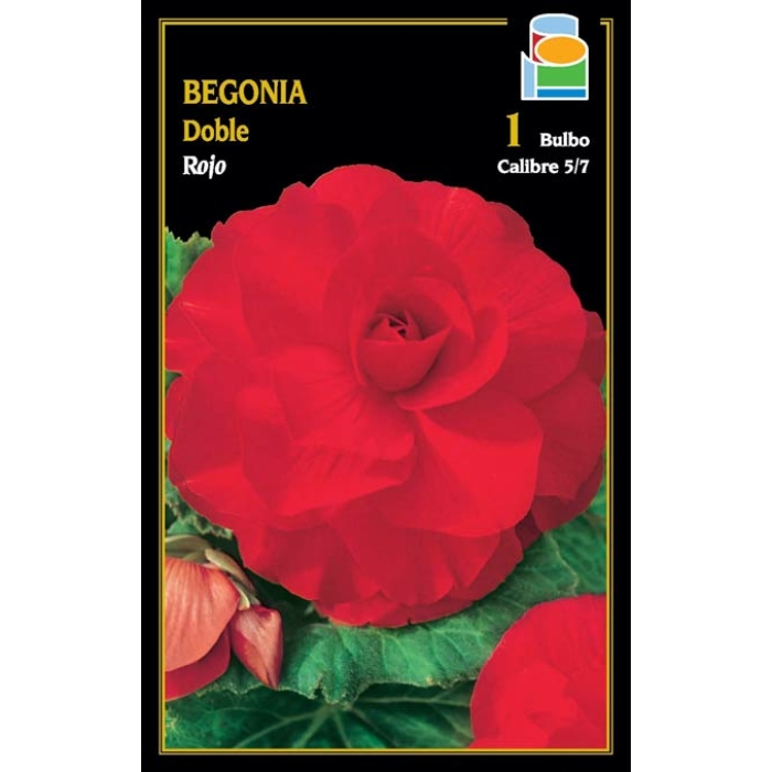 BEGONIA DOBLE ROJA