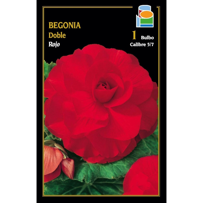 BEGONIA DOBLE ROJA
