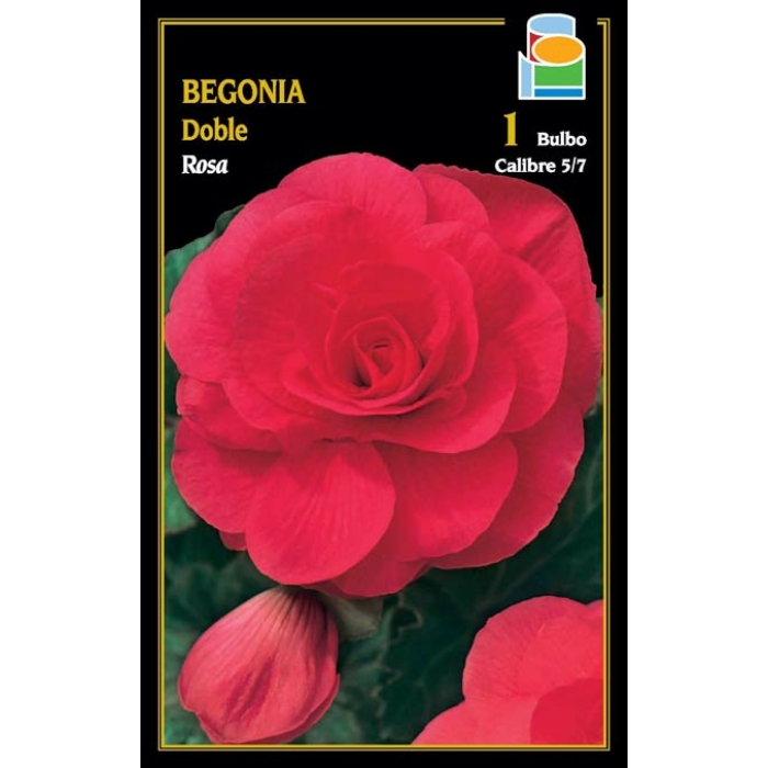BEGONIA DOBLE ROSA