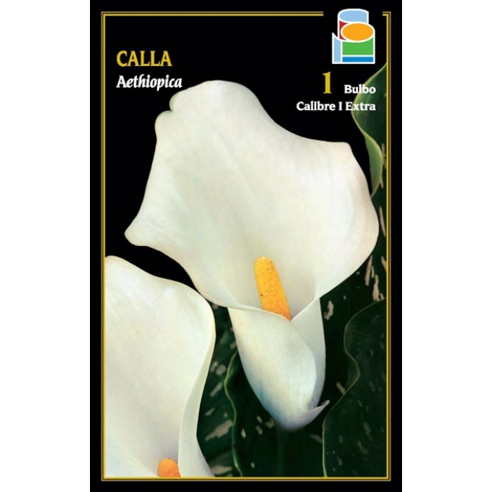 CALLA