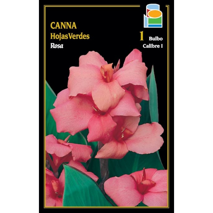 CANNA ROSA