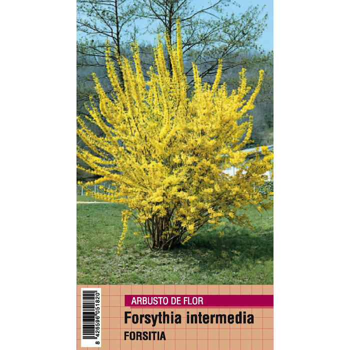 FORSYTHIA INTERMEDIA