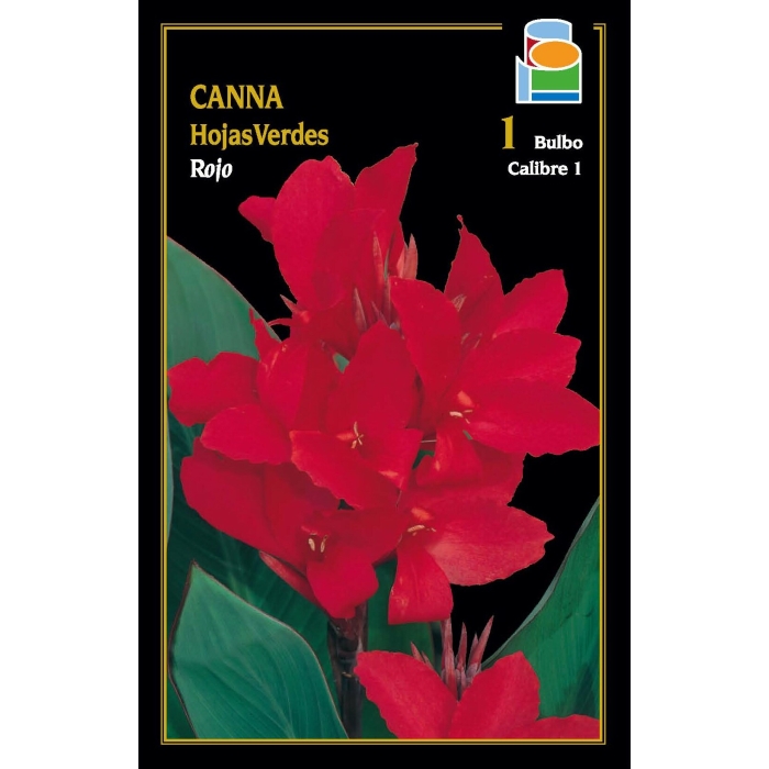 CANNA INDICA HOJAS VERDES ROJA