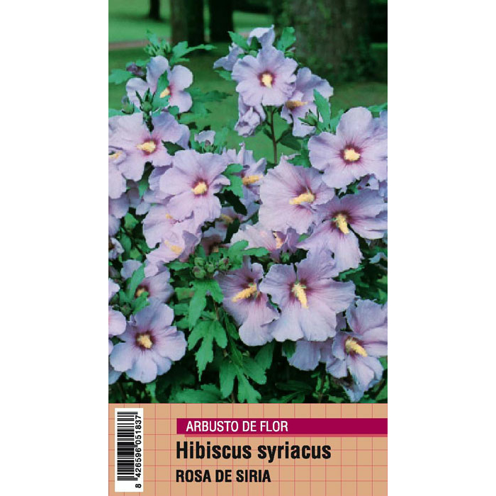 HIBISCUS SYRIACUS