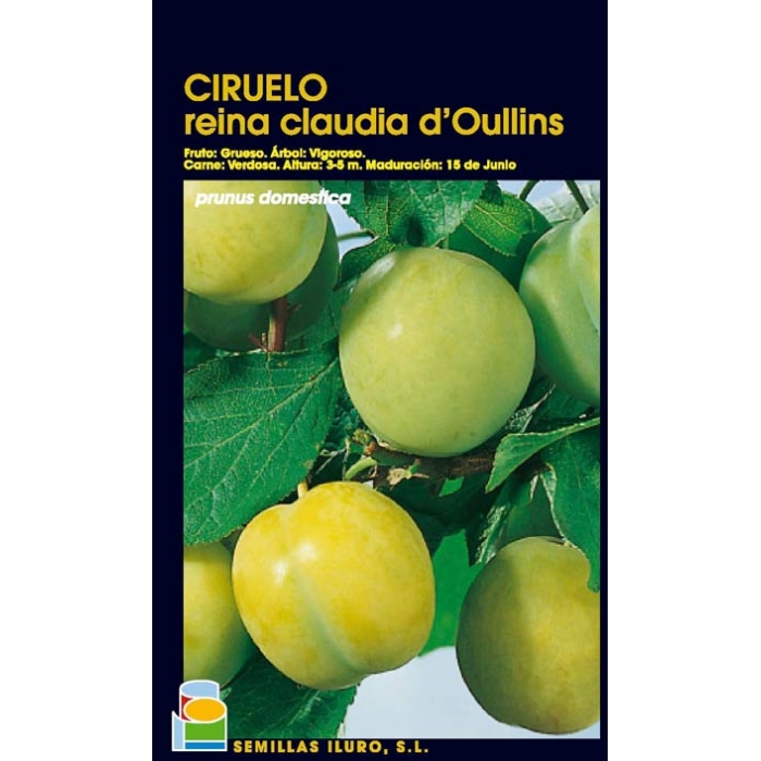 CIRUELO - REINA CLAUDIA D'OULLINS