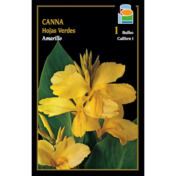 CANNA INDICA HOJAS VERDES AMARILLA
