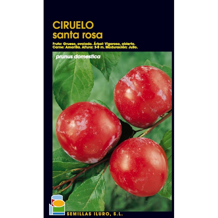 CIRUELO - SANTA ROSA