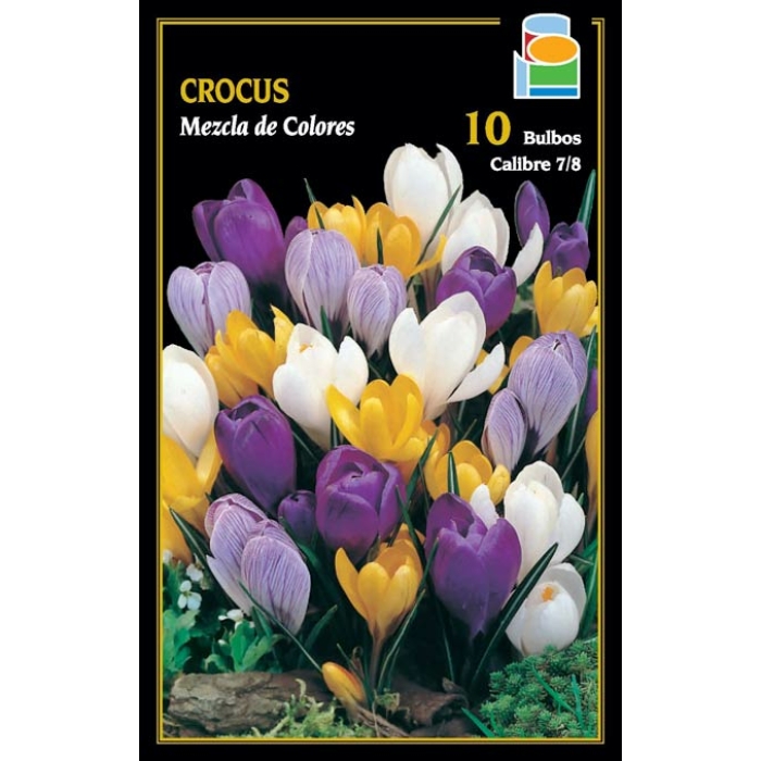 CROCUS