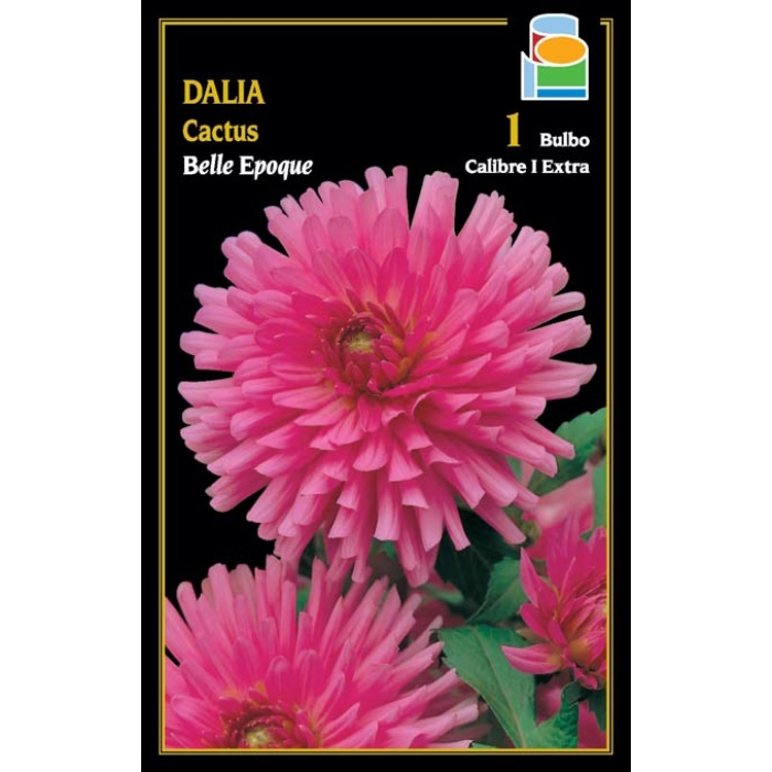 DALIA CACTUS BELLE EPOQUE