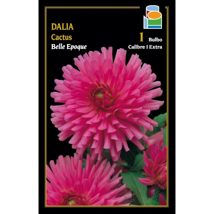 DALIA CACTUS BELLE EPOQUE