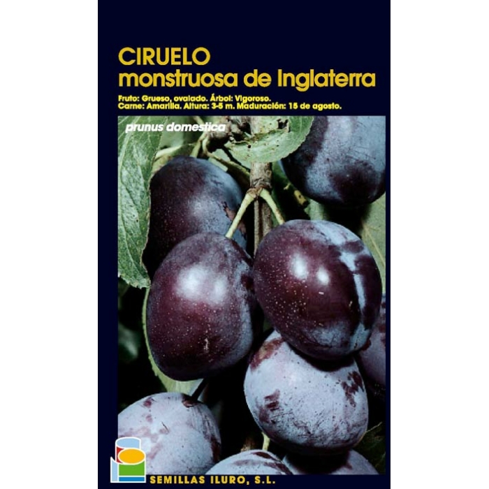 CIRUELO - MONSTRUOSA DE INGLATERRA