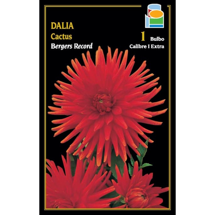 DALIA CACTUS BERGERS RECORD