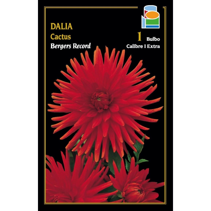 DALIA CACTUS BERGERS RECORD