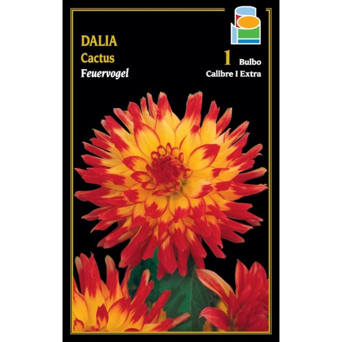 DALIA CACTUS FEVERVOGEL