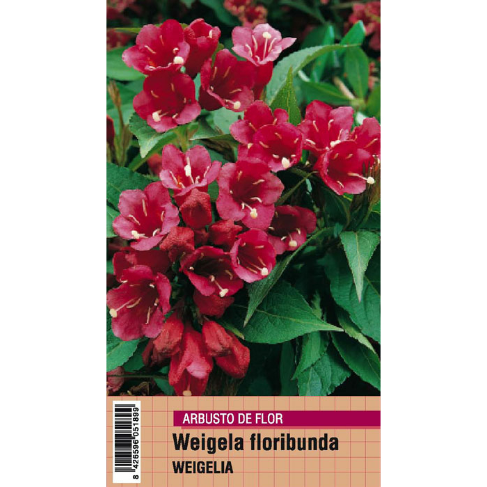 WEIGELIA