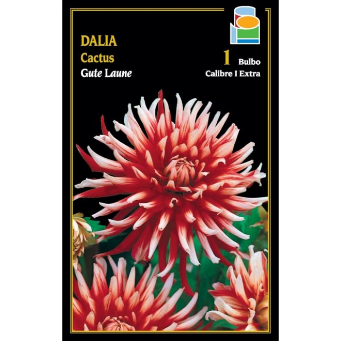 DALIA CACTUS GUTE LAUNE