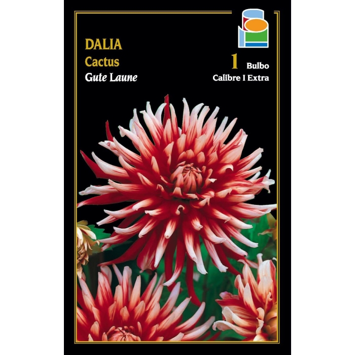DALIA CACTUS GUTE LAUNE