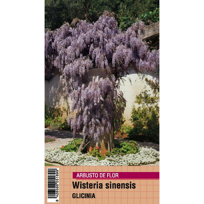 WISTERIA SINENSIS