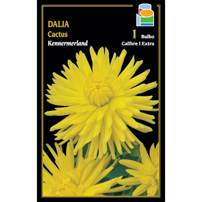 DALIA CACTUS KEMERMERLAND