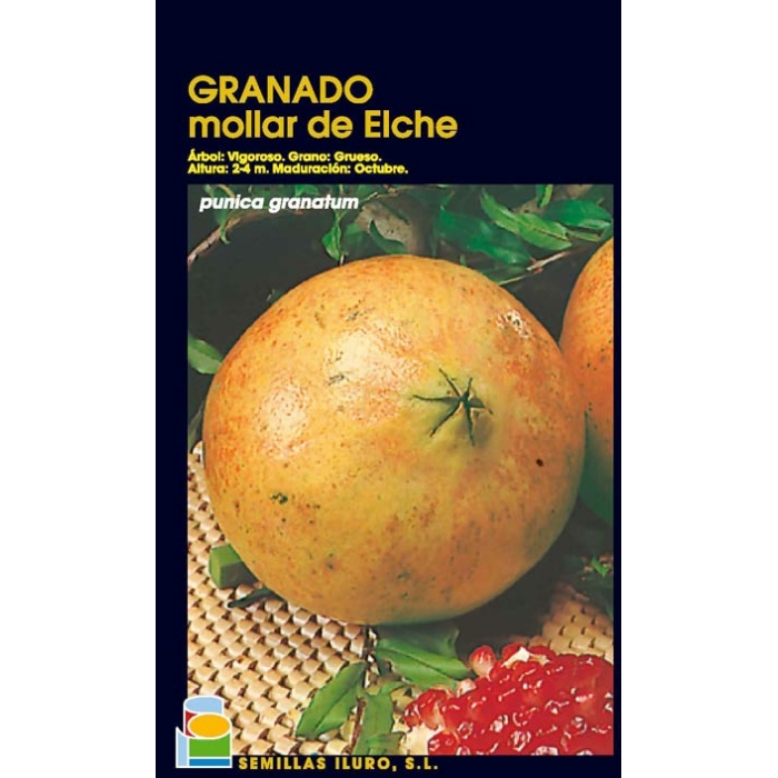GRANADO - MOLLAR DE ELCHE