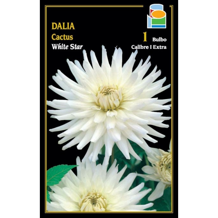 DALIA CACTUS WHITE STAR