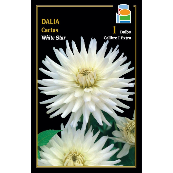 DALIA CACTUS WHITE STAR