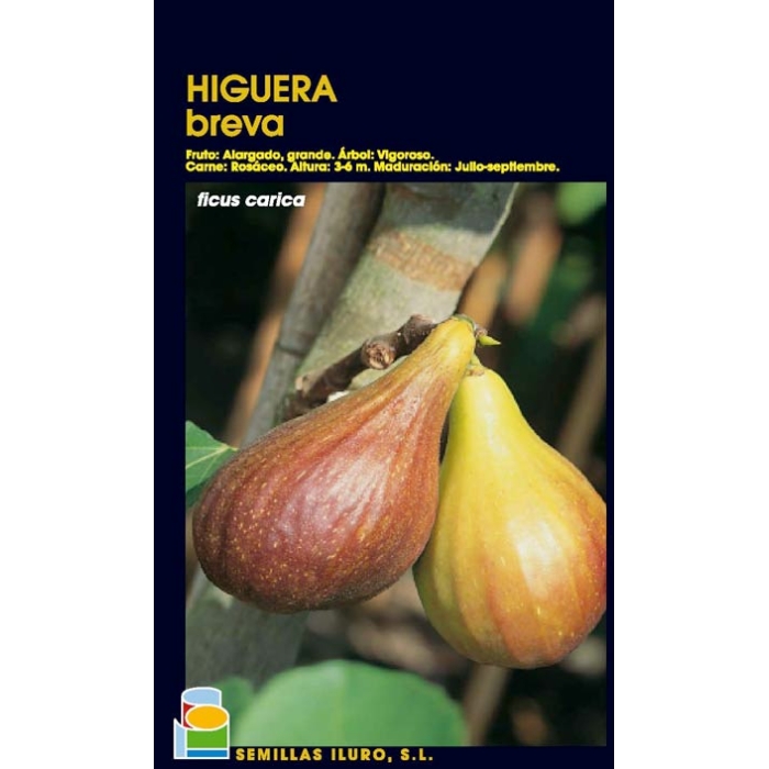 HIGUERA - BREVA
