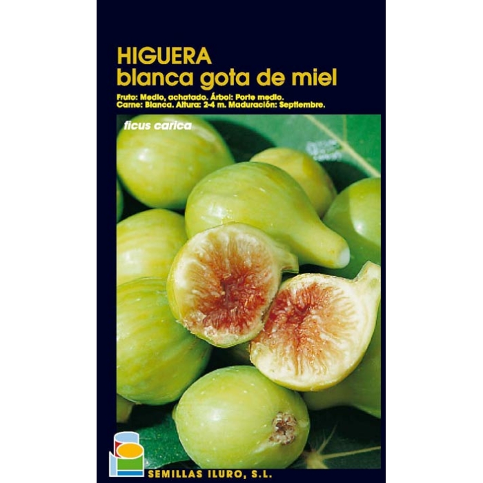 HIGUERA - BLANCA GOTA DE MIEL