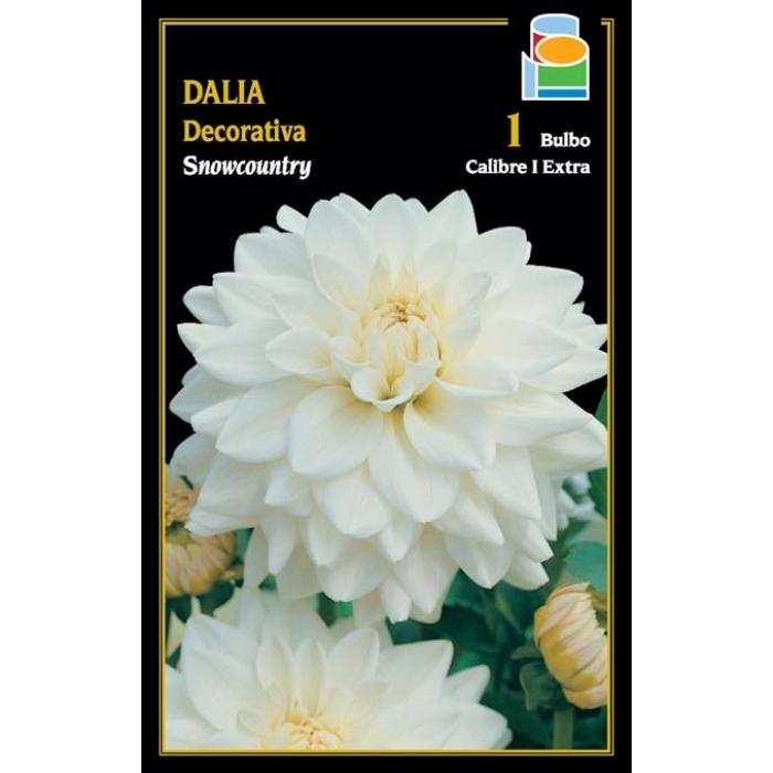 DALIA DECORATIVA SNOWCOUNTRY