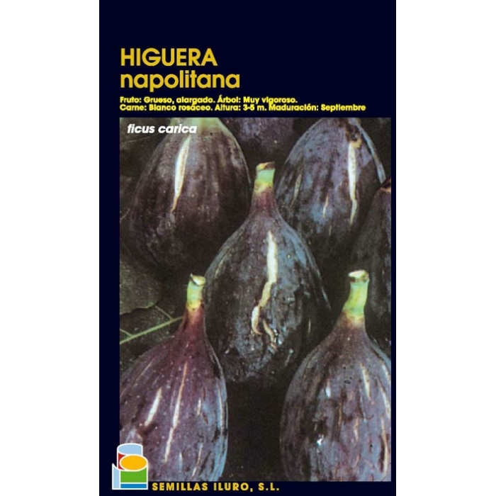 HIGUERA - NAPOLITANA