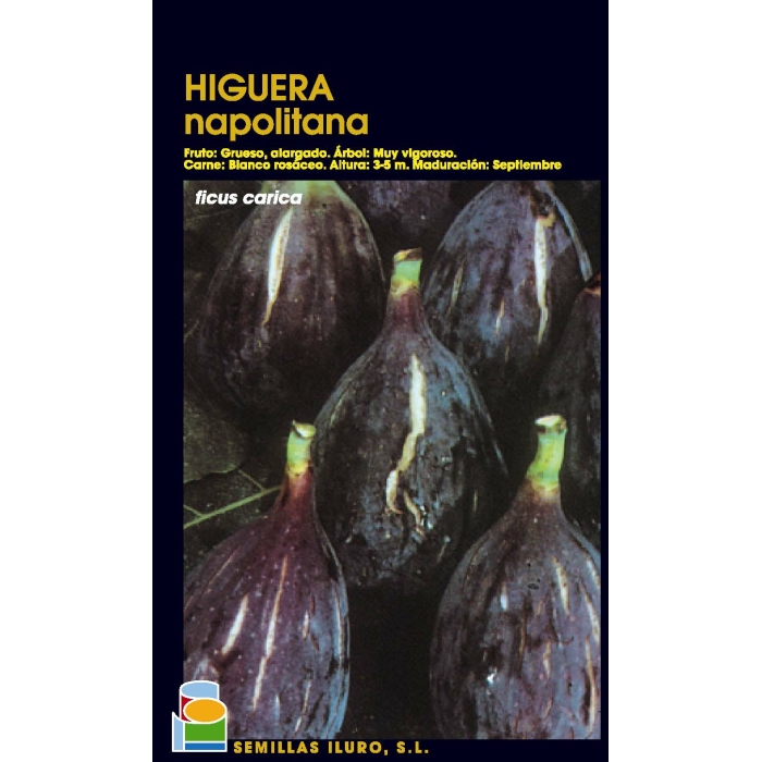 HIGUERA - NAPOLITANA
