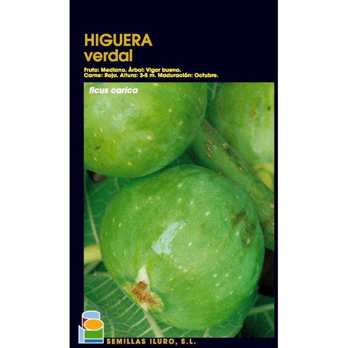 HIGUERA - VERDAL