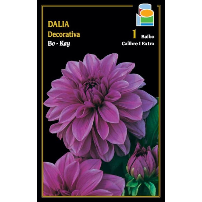 DALIA DECORATIVA BO-KAY
