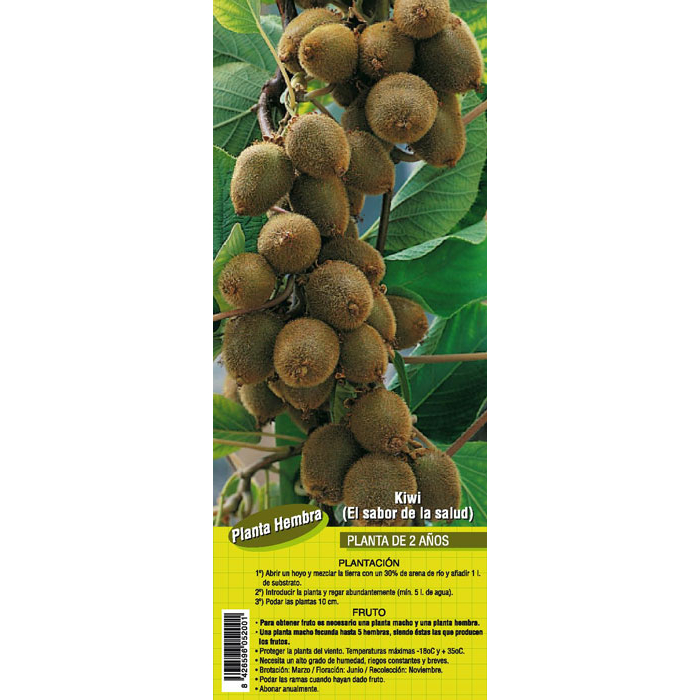 KIWI HEMBRA HAYWARD