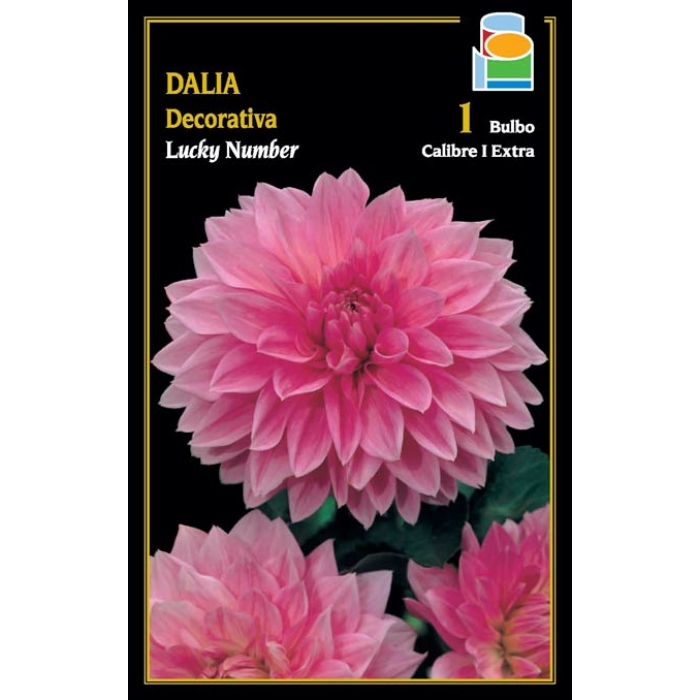 DALIA DECORATIVA LUCKY NUMBER