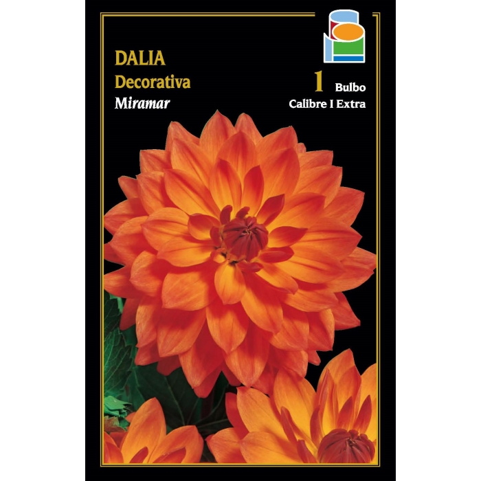 DALIA DECORATIVA MIRAMAR