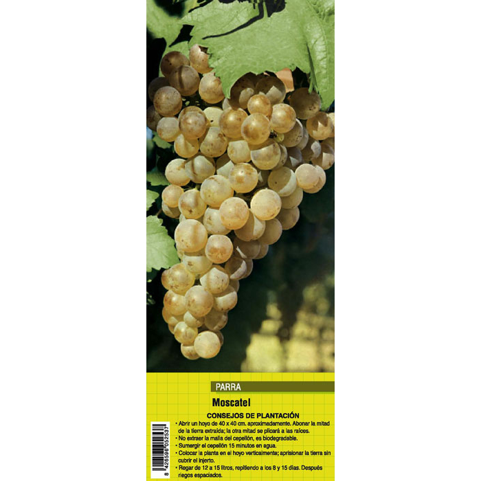 UVA MOSCATEL