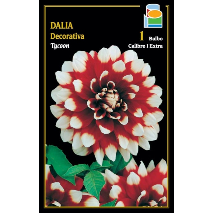 DALIA DECORATIVA TYCOON