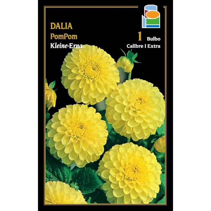 DALIA POM POM KLEINE ERNA