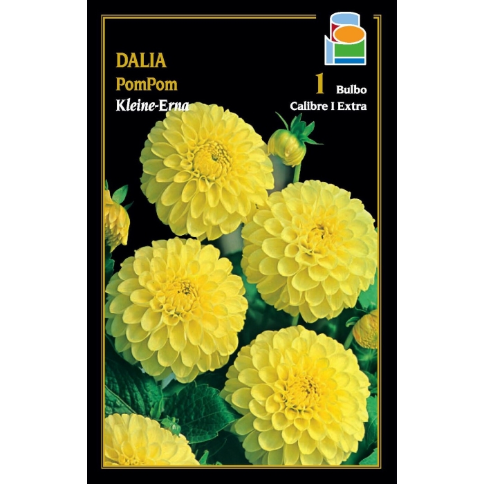 DALIA POM POM KLEINE-ERNA