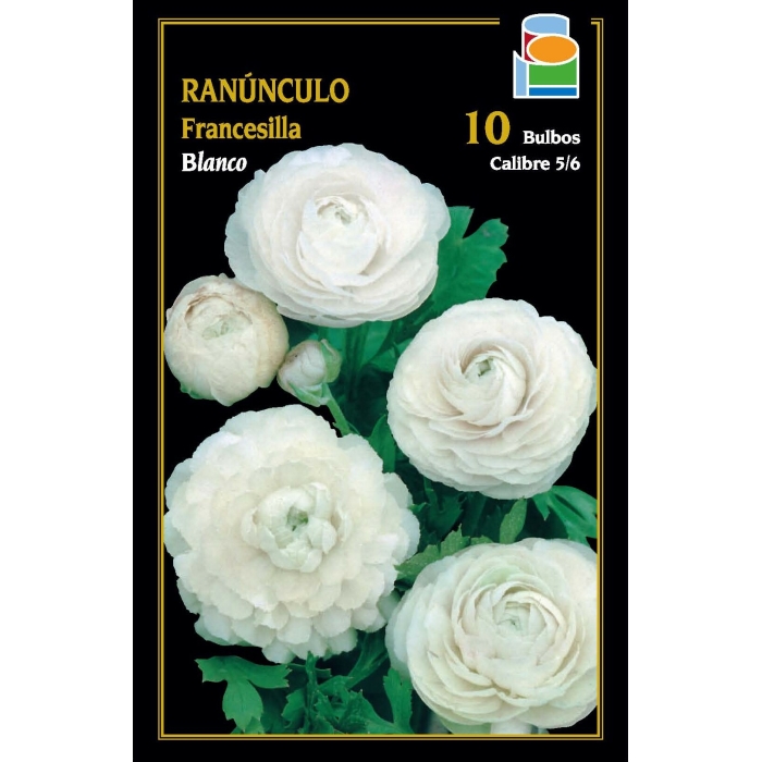 FRANCESILLA GRANDIFLORA BLANCA 5/6