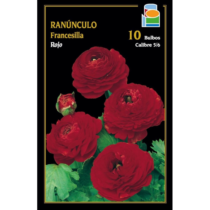 FRANCESILLA GRANDIFLORA ROJO 5/6