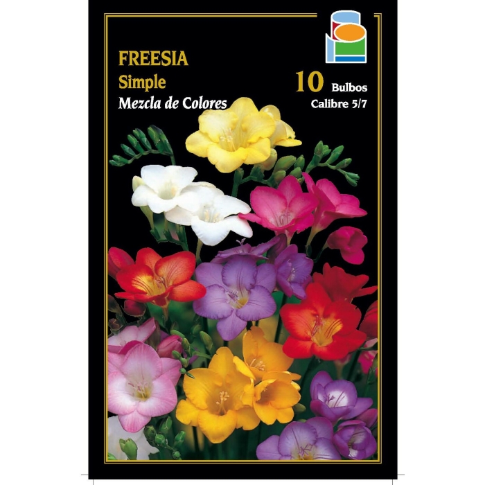 FREESIA SIMPLE MEZCLA